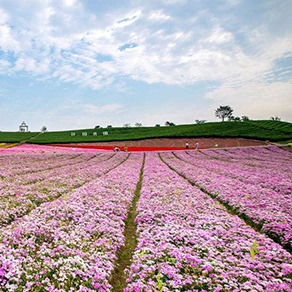 独家“赏花秘笈”大放送 在家就能嗅花